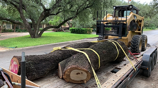 Tree Trunk Pick Up Service San Antonio