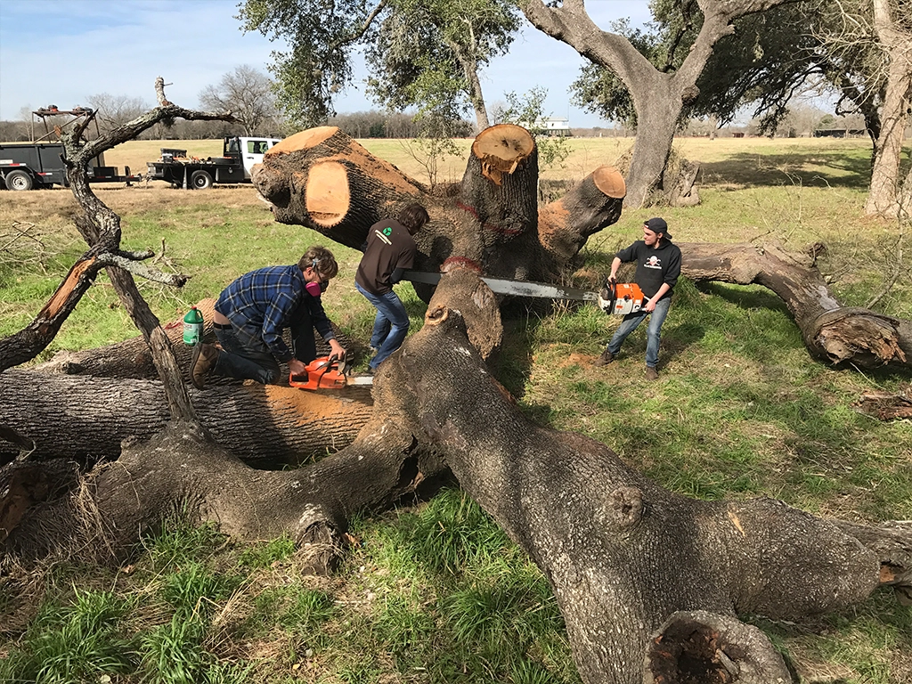 Storm-damaged tree log pickup and removal service in San Antonio