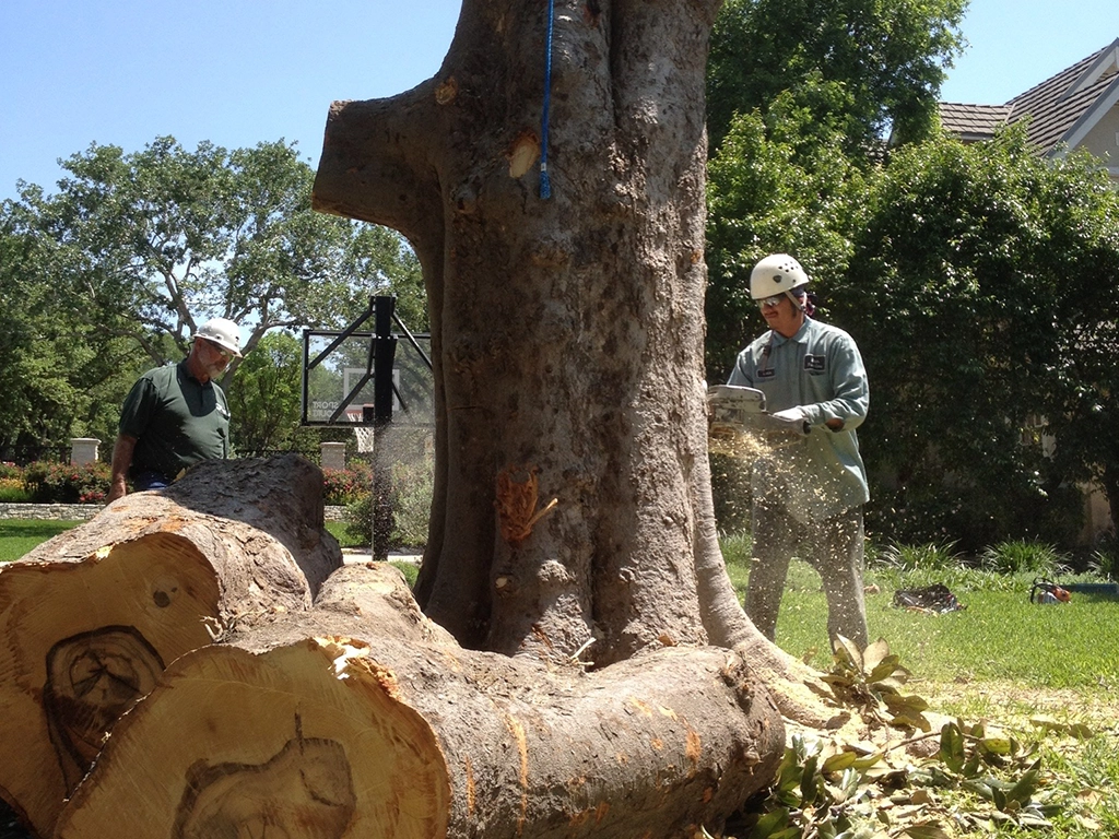 Urban and rural tree removal log pickup service